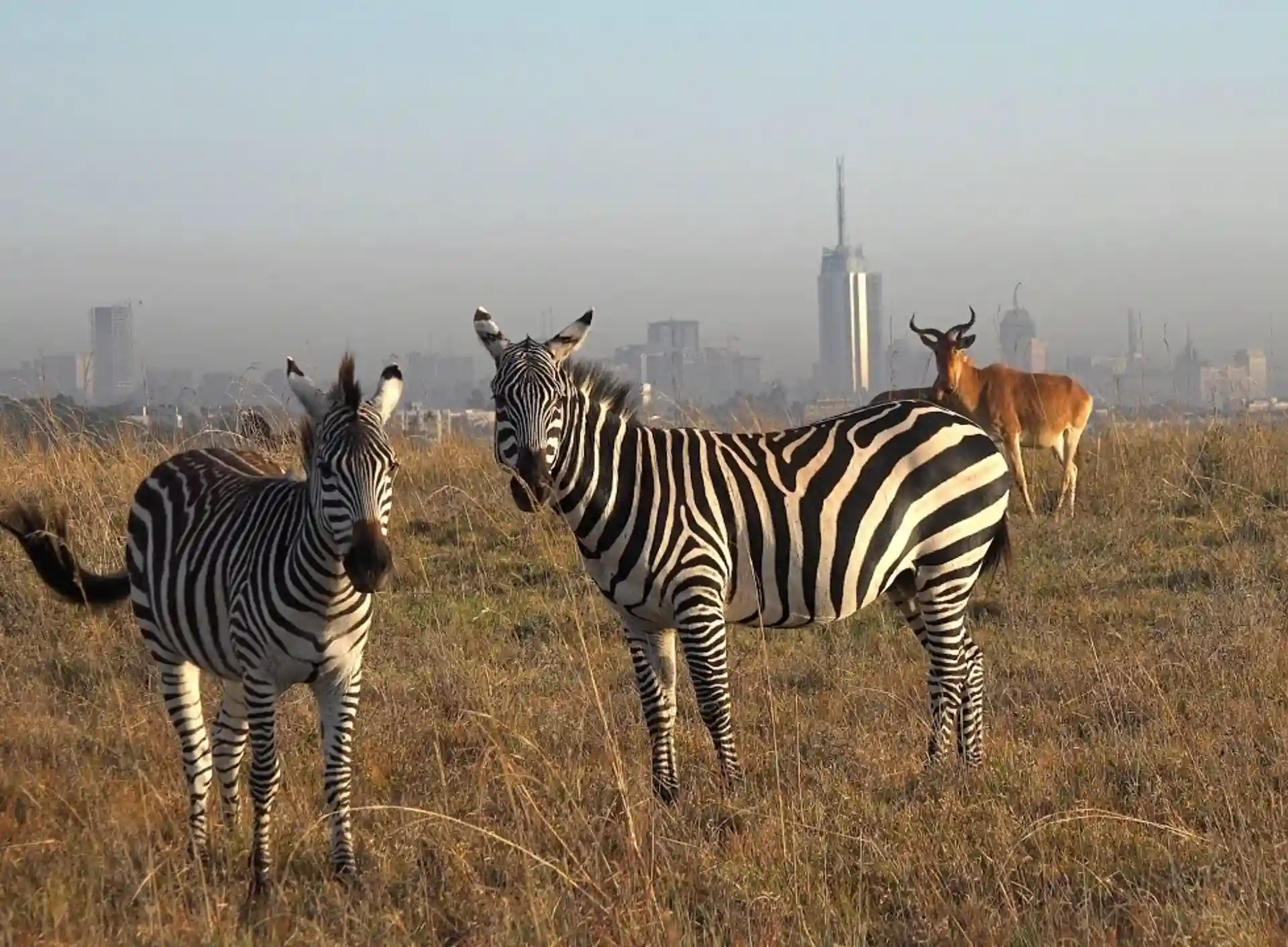 2 Days 1 Night –Nairobi National Park_9