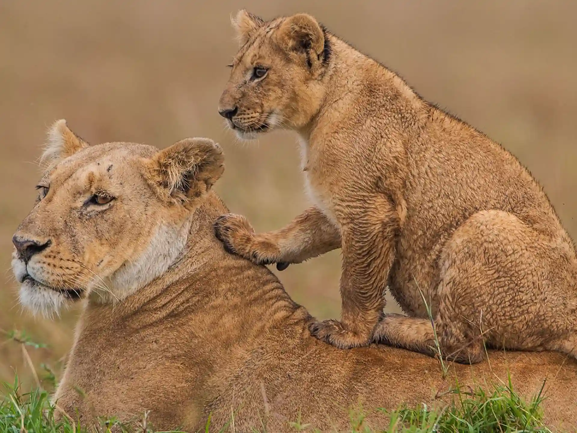 4 Days 3 Nights Maasai Mara in Kenya_15_11zon