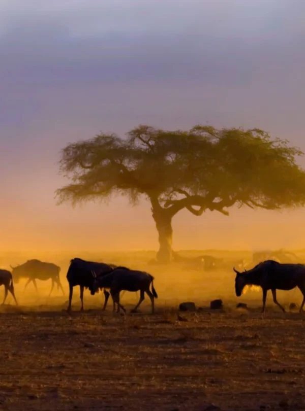 4 Days 3 Nights Samburu National Reserve