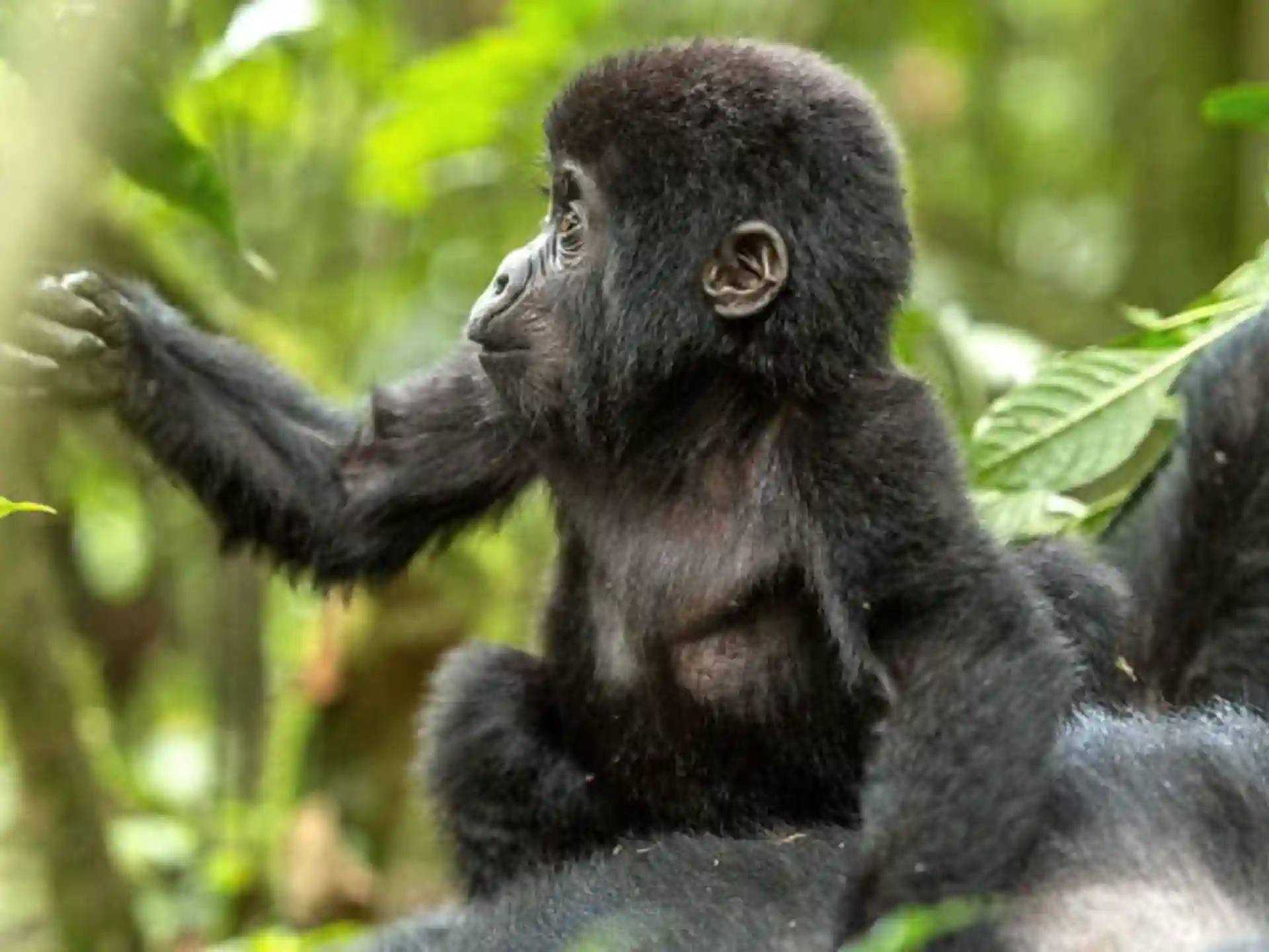 5 Days Bwindi Volcanoes Gorilla Trek_3_11zon
