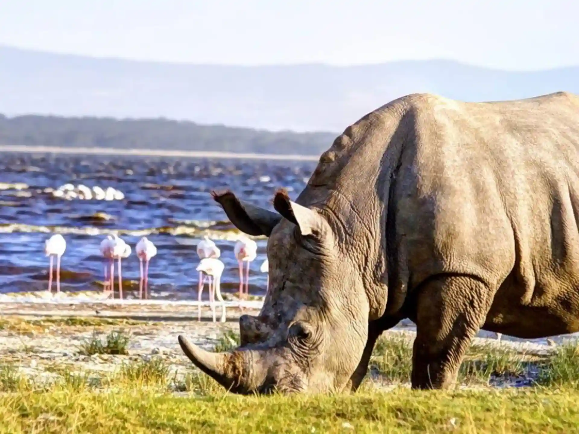 Rhinos in Safari view_4_11zon